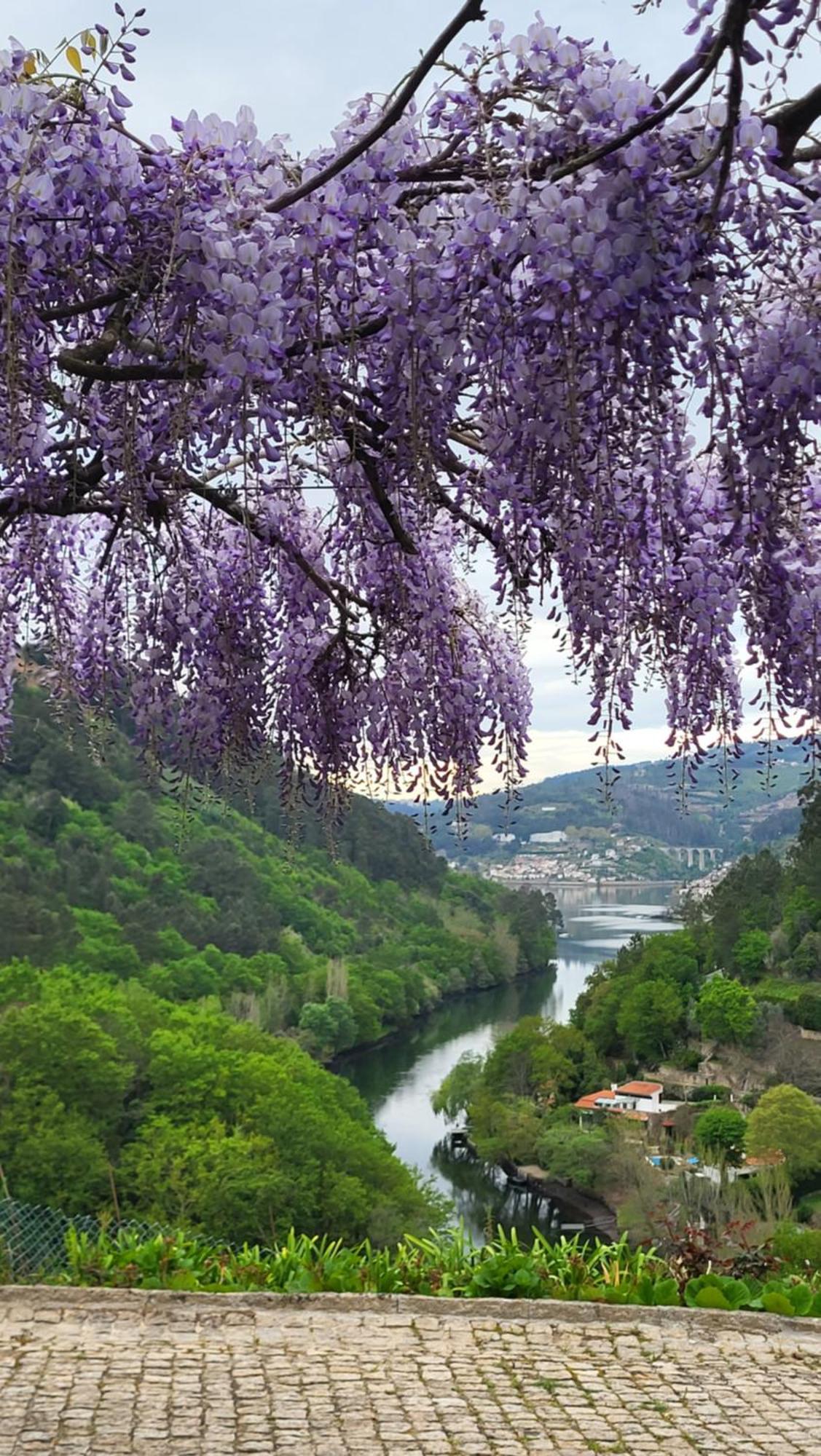 Apartment Douro Cinfaes